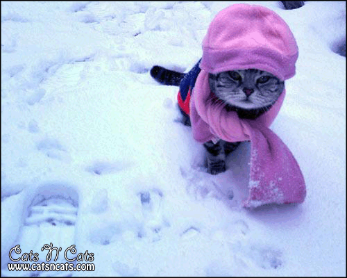 grey-cat-in-the-snow-wearing-purple-scarf