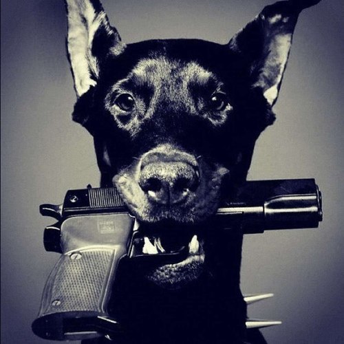 dog-gangsta-gangster-gun-Favim.com-893317