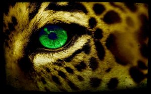 53af0b13daffa border